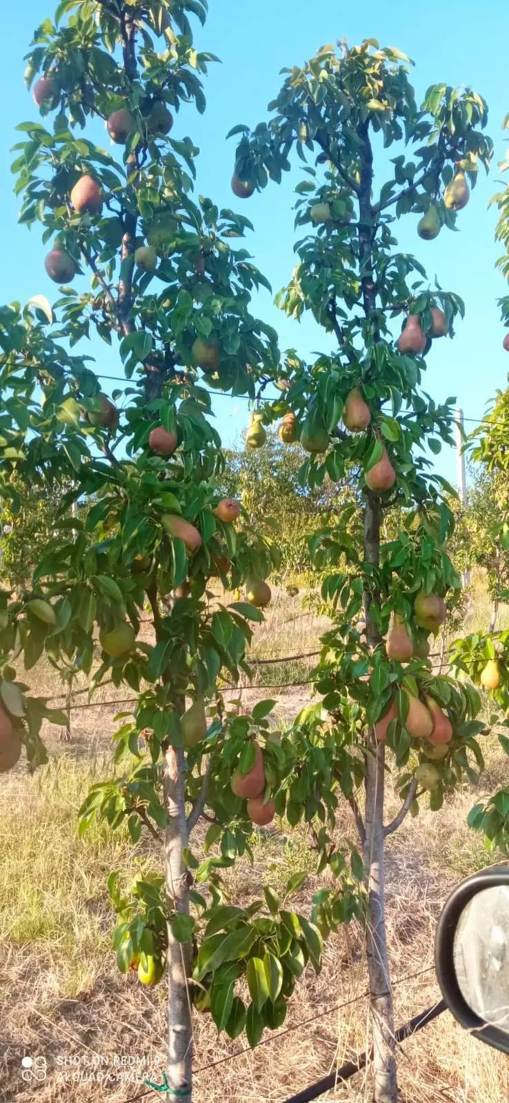 Vikendica Krcedin-Slankamenacki Vinogradi 5 Vikendica Krcedin-Slankamenacki Vinogradi 5