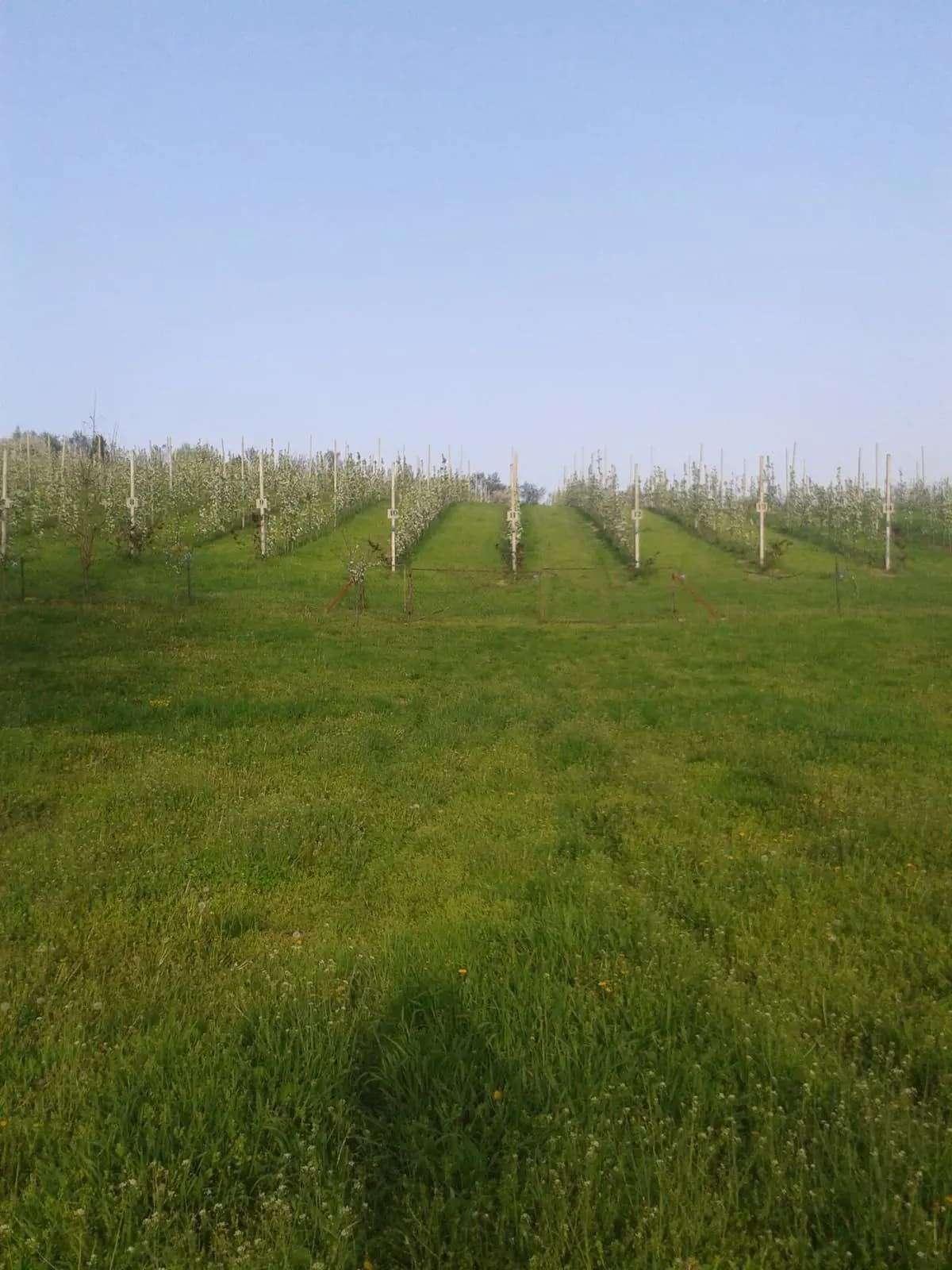 Vikendica Krcedin-Slankamenacki Vinogradi 1 Vikendica Krcedin-Slankamenacki Vinogradi 1