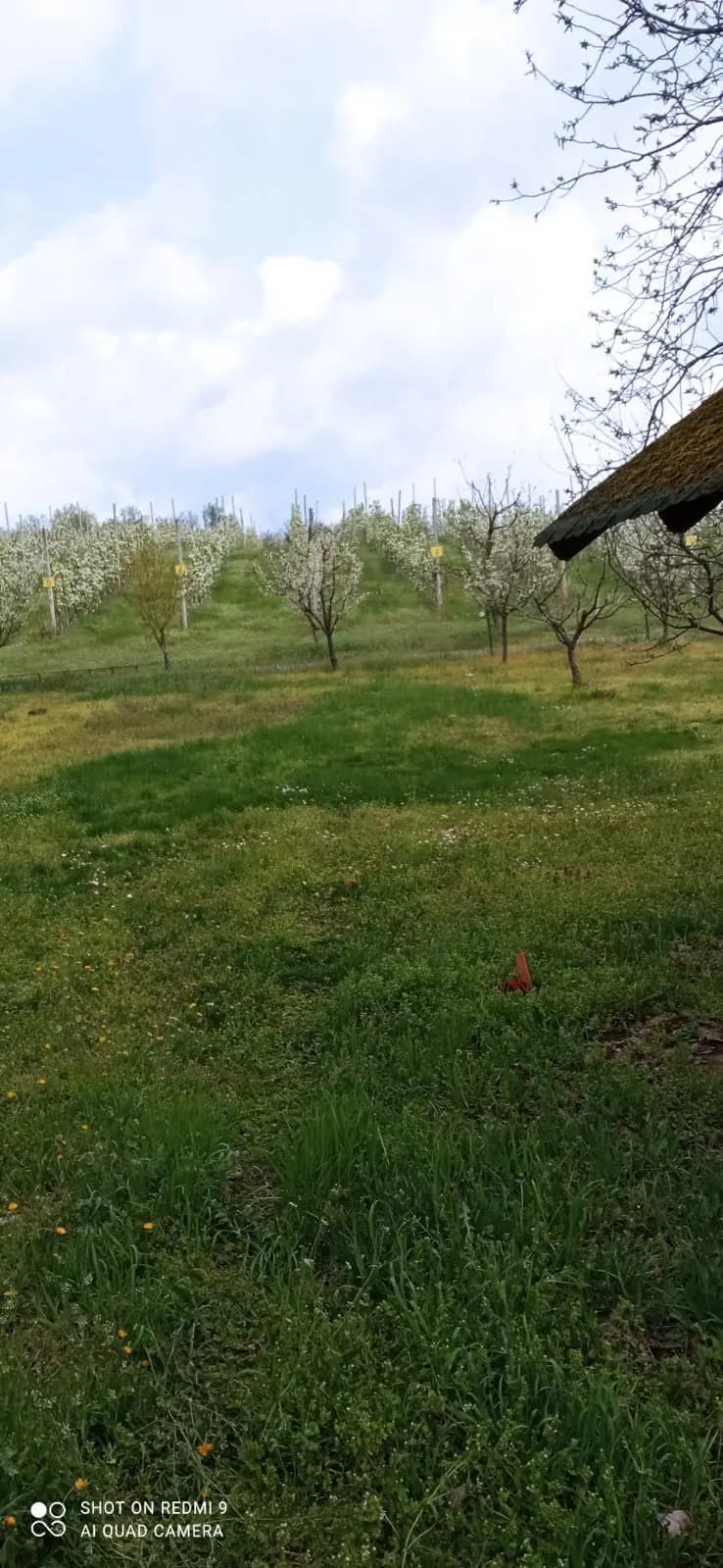 Vikendica Krcedin-Slankamenacki Vinogradi 2 Vikendica Krcedin-Slankamenacki Vinogradi 2