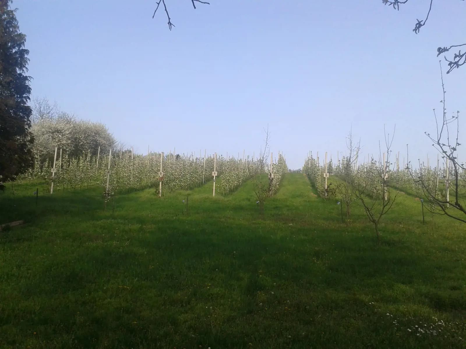 Vikendica Krcedin-Slankamenacki Vinogradi 1 Vikendica Krcedin-Slankamenacki Vinogradi 1